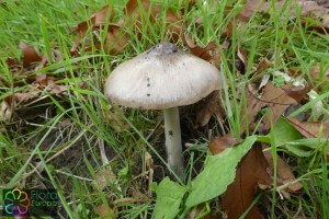 Gewone beurszwam Volvariella gloiocephala2.jpg_product_product_product